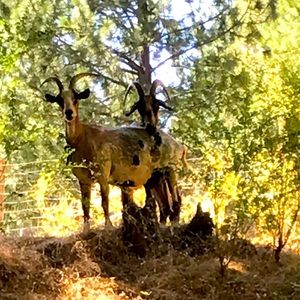 Meet your Posher, Max